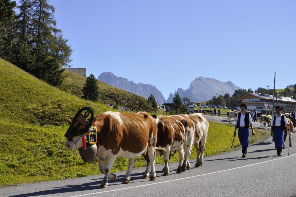 Alpe di Siusi Marketing Transumanza