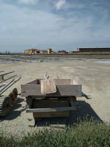 Loro bianco di Cervia