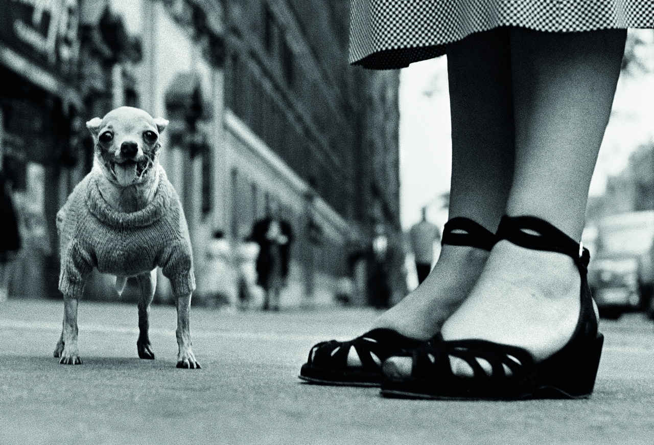 04 NYC. 1946. Chihuahua 20 x 24