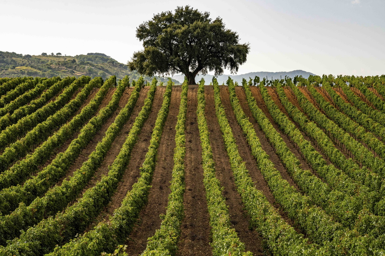 SiciliaDoc 69 credits ConsorzioDocSicilia 2
