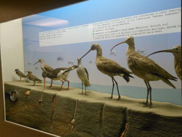 Sala animali del Mediterraneo