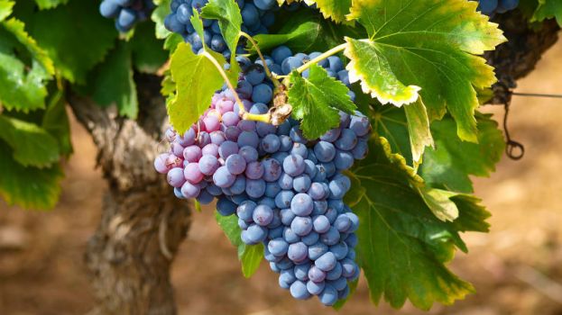 Festa dell&#039;uva di Alfonsine - 14 e 15 ottobre 2017