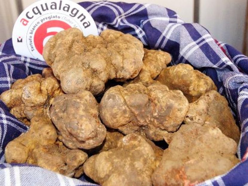 Tartufo Bianco di Acqualagna