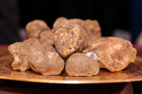 48^ Mostra Mercato Nazionale del Tartufo Bianco di San Miniato