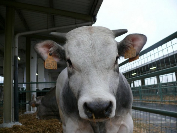 Lombardia Carne