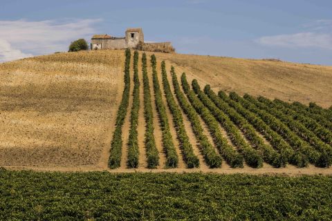 Vendemmia 2025 in Sicilia