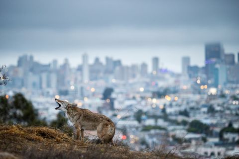 © Corey Arnold, United States, Winner, Professional competition, Wildlife & Nature, Sony World Photography Awards 2023