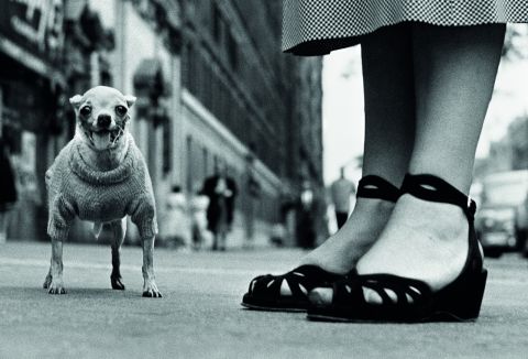 Elliott Erwitt  - Icons