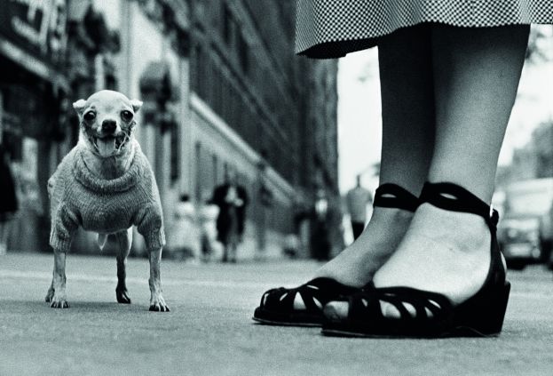 Elliott Erwitt  - Icons
