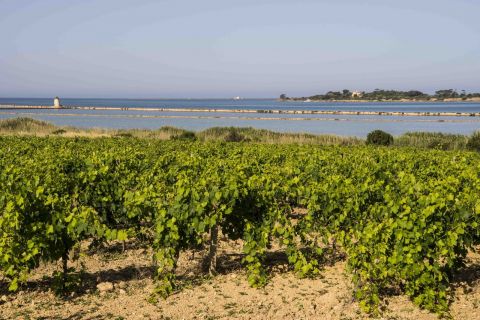 SiciliaDoc_31_1_credits @ConsorzioDocSicilia