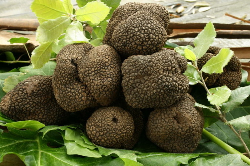 Tartufo di Laconi